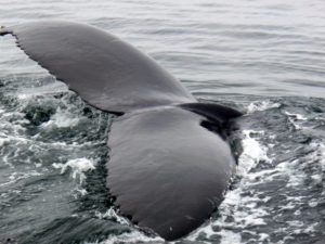 Anacapa_WhaleTail_Driscoll