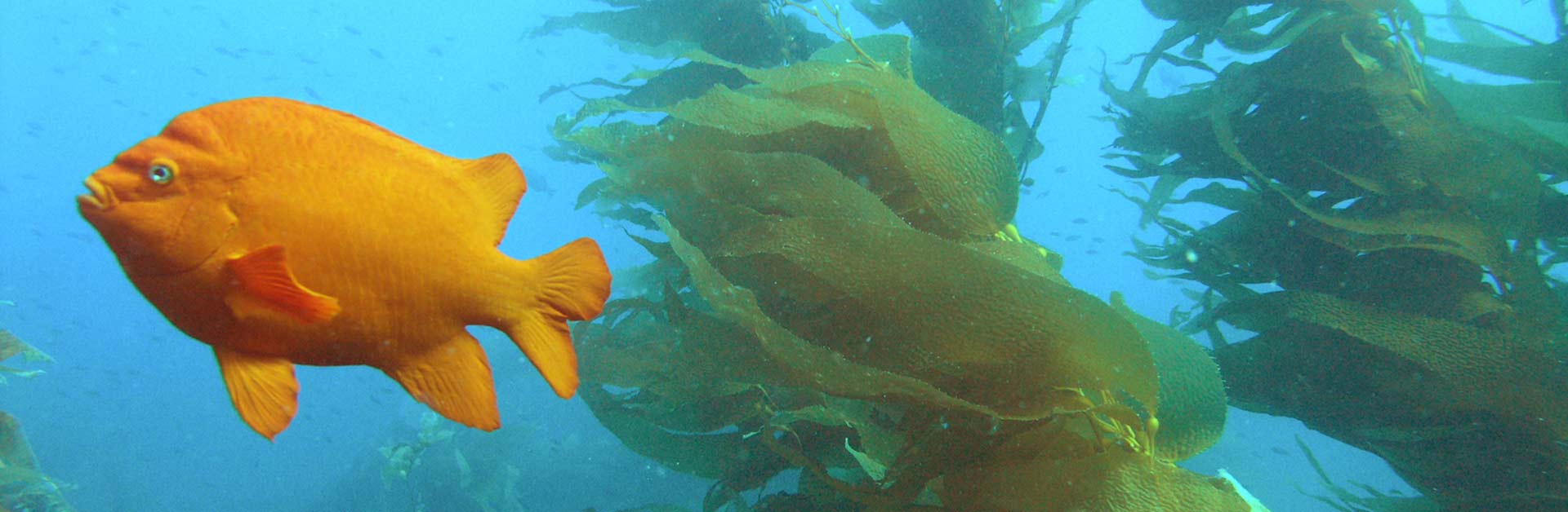 A garibaldi fish underwater.