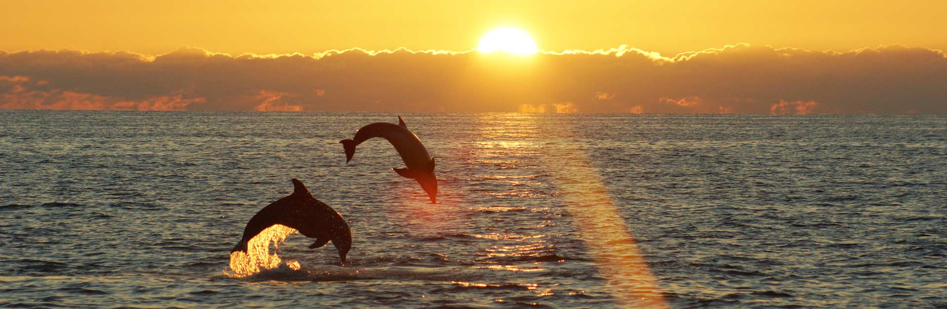 Dolphins jumping in the ocean.