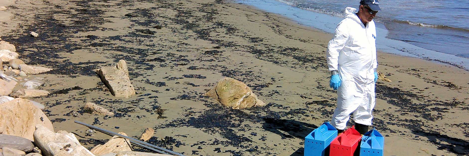 Refugio oil spill being cleaned up by volunteers on the beach.