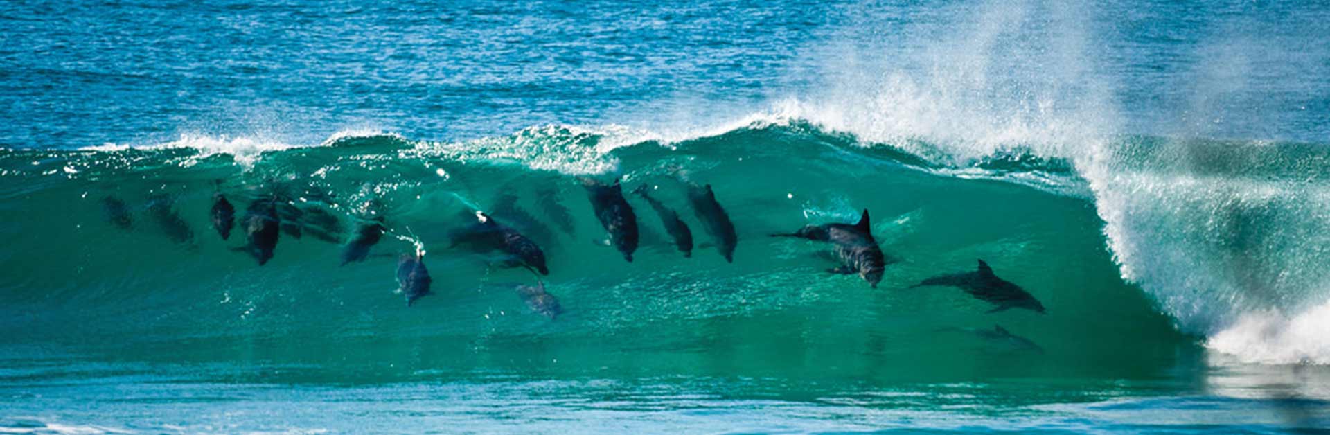 Dolphins surfing in the waves.