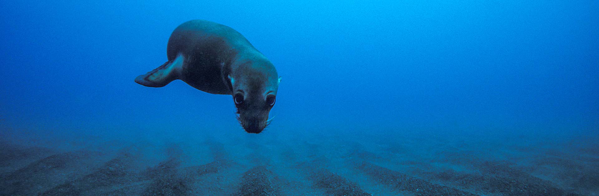 A seal happily swimming underwater in the ocean.